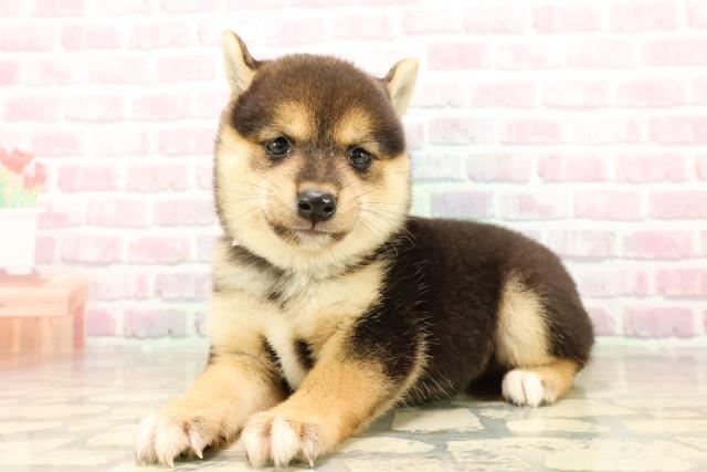 東京都の豆柴 (Coo&RIKU秋葉原店/2025年8月10日生まれ/女の子/黒)の子犬の2枚目の画像
