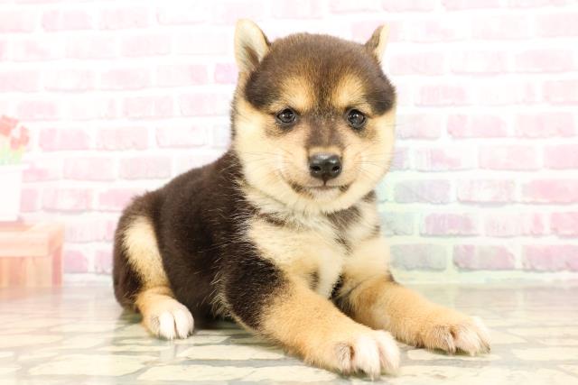 東京都の豆柴 (Coo&RIKU秋葉原店/2025年8月10日生まれ/女の子/黒)の子犬の3枚目の画像