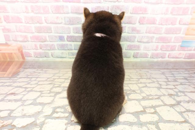 東京都の豆柴 (Coo&RIKU秋葉原店/2025年8月10日生まれ/女の子/黒)の子犬の4枚目の画像