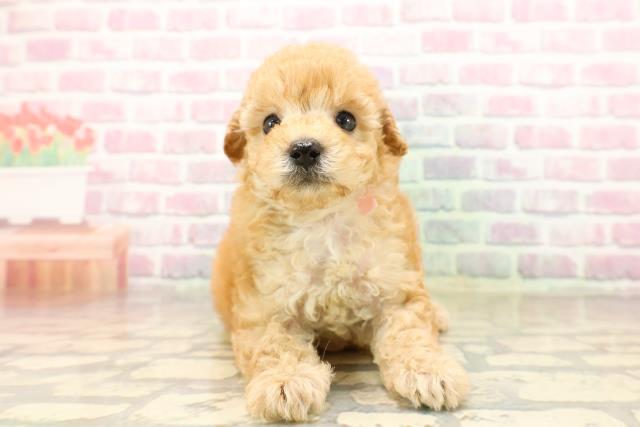 秋田県のトイプードル(トイ) (Coo&RIKU秋田店/2025年8月8日生まれ/女の子/アプリコット)の子犬の1枚目の画像