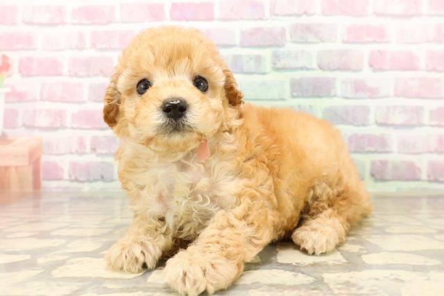 秋田県のトイプードル(トイ) (Coo&RIKU秋田店/2025年8月8日生まれ/女の子/アプリコット)の子犬の2枚目の画像