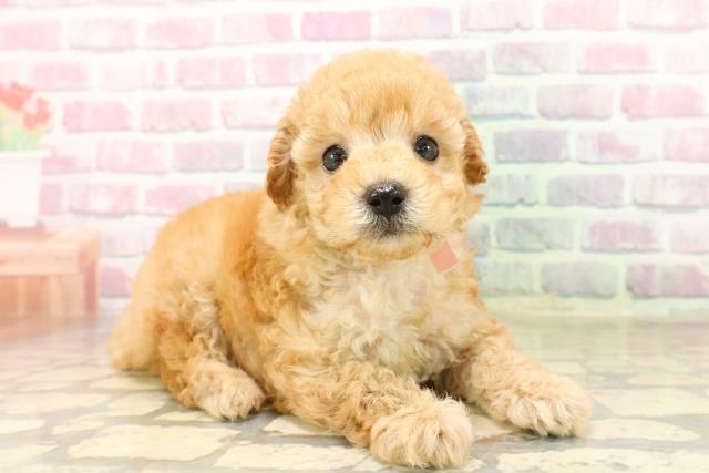秋田県のトイプードル(トイ) (Coo&RIKU秋田店/2025年8月8日生まれ/女の子/アプリコット)の子犬の3枚目の画像