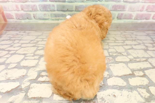 秋田県のトイプードル(トイ) (Coo&RIKU秋田店/2025年8月8日生まれ/女の子/アプリコット)の子犬の4枚目の画像