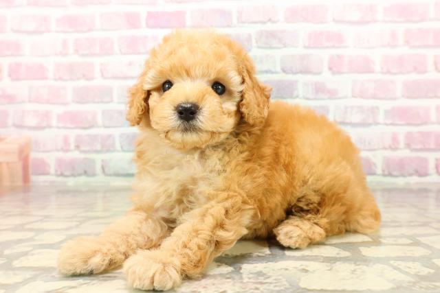 山形県のトイプードル(トイ) (Coo&RIKUイオンタウン酒田店/2025年8月8日生まれ/男の子/アプリコット)の子犬の2枚目の画像