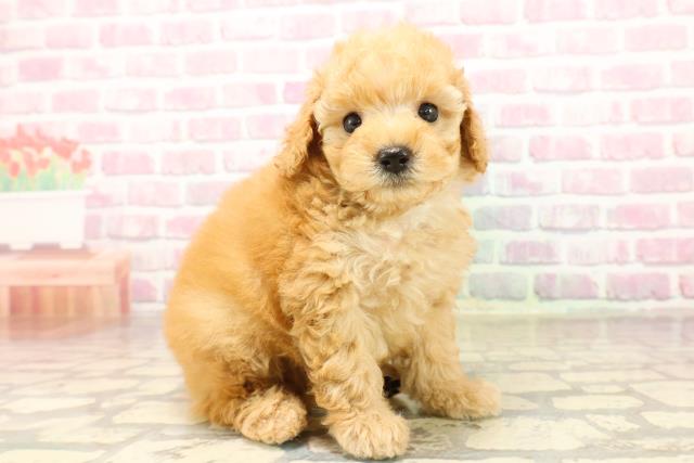 山形県のトイプードル(トイ) (Coo&RIKUイオンタウン酒田店/2025年8月8日生まれ/男の子/アプリコット)の子犬の3枚目の画像