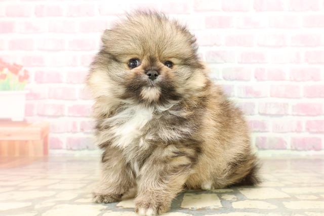 東京都のポメラニアン (Coo&RIKU浅草店/2025年7月28日生まれ/男の子/オレンジセーブル)の子犬の2枚目の画像