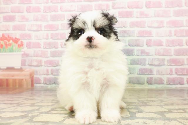 くり　レトロポップ　わんちゃん　ベージュ Princess Drop Headdress (2023) (B47HA998) by Baby, the Stars