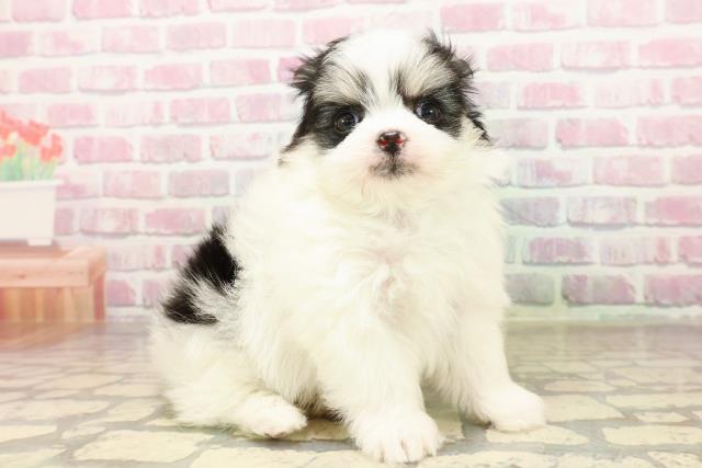 ワンちゃん・ネコちゃん(子犬・子猫)検索結果 | ペットショップ