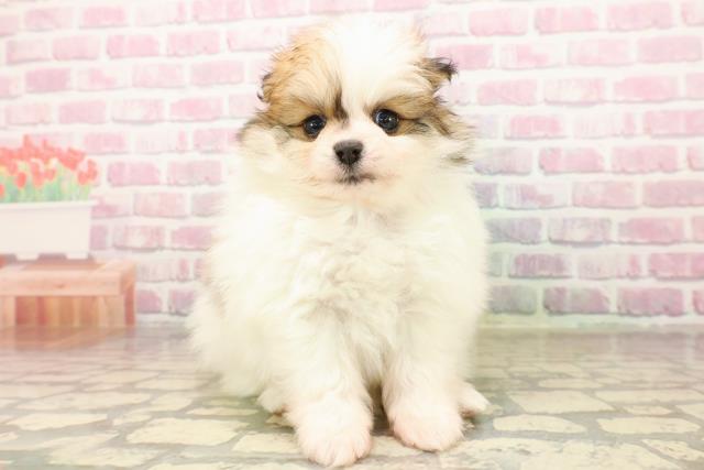 東京都のポメラニアン (Coo&RIKU下北沢店/2025年8月8日生まれ/男の子/パーティーカラー)の子犬の1枚目の画像