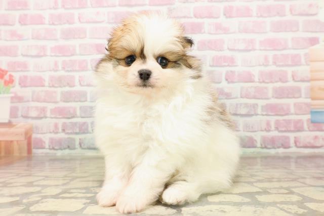 東京都のポメラニアン (Coo&RIKU下北沢店/2025年8月8日生まれ/男の子/パーティーカラー)の子犬の2枚目の画像