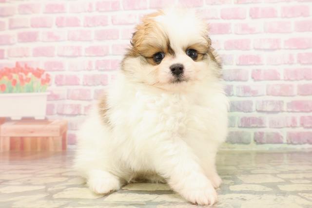東京都のポメラニアン (Coo&RIKU下北沢店/2025年8月8日生まれ/男の子/パーティーカラー)の子犬の3枚目の画像