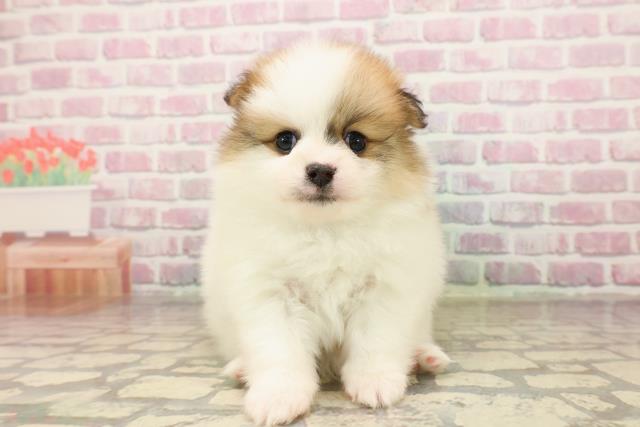東京都のポメラニアン (Coo&RIKU広尾店/2025年8月8日生まれ/男の子/パーティーカラー)の子犬の1枚目の画像