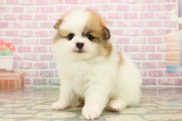 東京都のポメラニアン (Coo&RIKU広尾店/2025年8月8日生まれ/男の子/パーティーカラー)の子犬の2枚目の画像