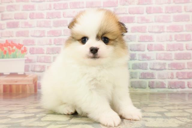 東京都のポメラニアン (Coo&RIKU広尾店/2025年8月8日生まれ/男の子/パーティーカラー)の子犬の3枚目の画像