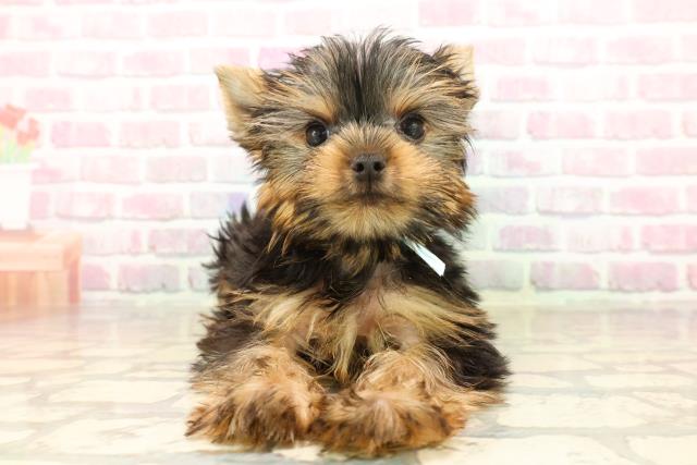 青森県のヨークシャーテリア (Coo&RIKU八戸店/2025年7月30日生まれ/男の子/スチールブルータン)の子犬の1枚目の画像