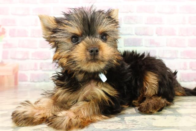 青森県のヨークシャーテリア (Coo&RIKU八戸店/2025年7月30日生まれ/男の子/スチールブルータン)の子犬の2枚目の画像