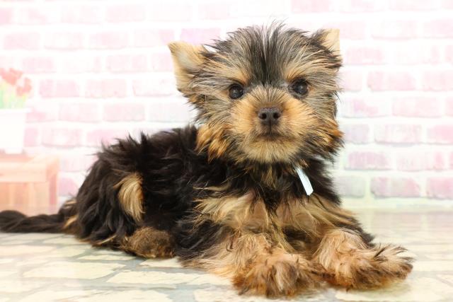 青森県のヨークシャーテリア (Coo&RIKU八戸店/2025年7月30日生まれ/男の子/スチールブルータン)の子犬の3枚目の画像