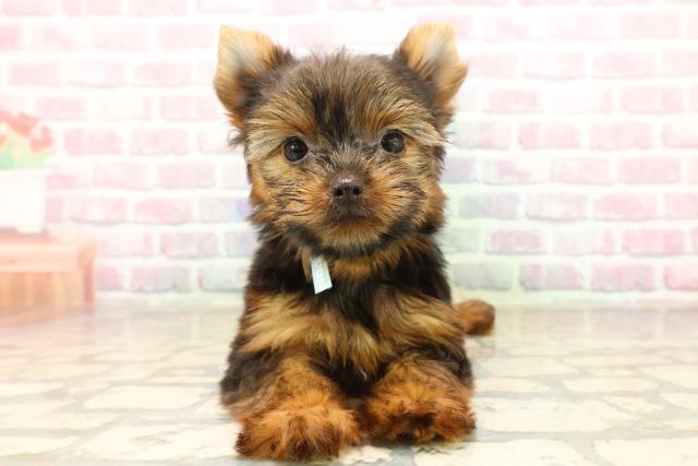 千葉県のヨークシャーテリア (Coo&RIKU市原店/2025年7月30日生まれ/男の子/スチールブルータン)の子犬の1枚目の画像