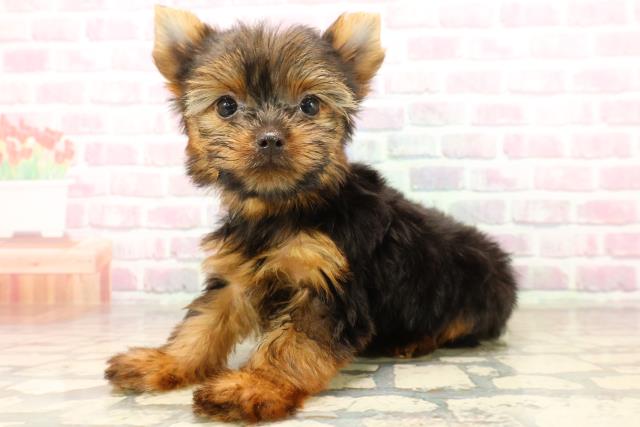 千葉県のヨークシャーテリア (Coo&RIKU市原店/2025年7月30日生まれ/男の子/スチールブルータン)の子犬の2枚目の画像