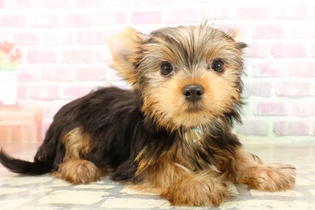 千葉県のヨークシャーテリア (Coo&RIKU南柏店/2025年7月30日生まれ/男の子/スチールブルータン)の子犬の3枚目の画像