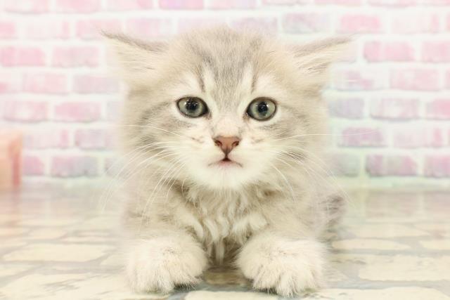 東京都のラガマフィン (Coo&RIKU下北沢店/2025年8月8日生まれ/男の子/ブルータビー)の子猫の1枚目の画像