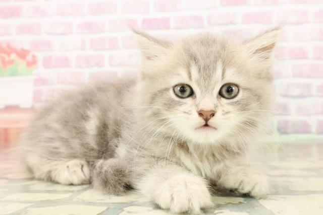 東京都のラガマフィン (Coo&RIKU下北沢店/2025年8月8日生まれ/男の子/ブルータビー)の子猫の3枚目の画像