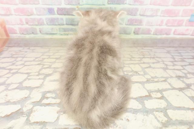東京都のラガマフィン (Coo&RIKU下北沢店/2025年8月8日生まれ/男の子/ブルータビー)の子猫の4枚目の画像
