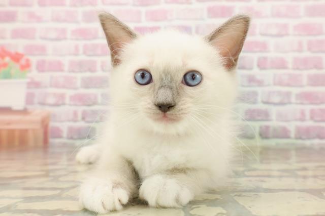 栃木県のラグドール (Coo&RIKU小山店/2025年8月7日生まれ/女の子/ブルーポイントミテッド)の子猫の1枚目の画像