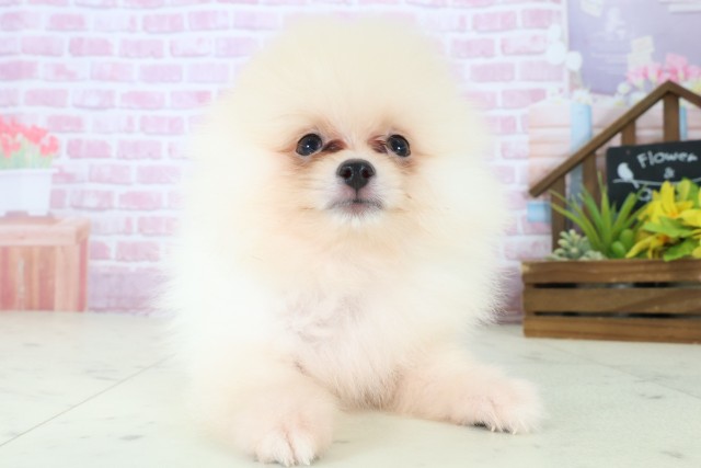 兵庫県のポメラニアン (Coo&RIKU伊丹店/2025年8月7日生まれ/男の子/クリーム)の子犬の1枚目の画像