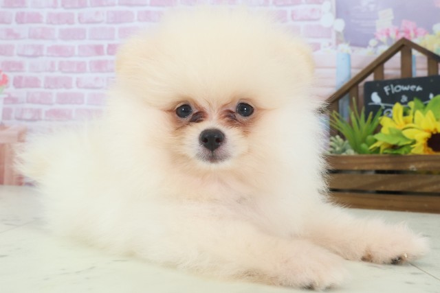 兵庫県のポメラニアン (Coo&RIKU伊丹店/2025年8月7日生まれ/男の子/クリーム)の子犬の2枚目の画像