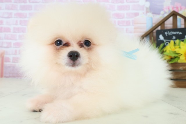 兵庫県のポメラニアン (Coo&RIKU伊丹店/2025年8月7日生まれ/男の子/クリーム)の子犬の3枚目の画像