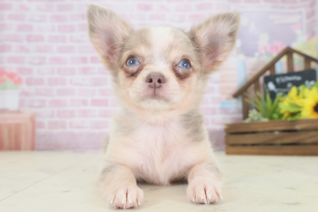 大阪府のチワワ(ロング) (Coo&RIKU和泉店/2025年8月9日生まれ/女の子/チョコレートマール)の子犬の1枚目の画像