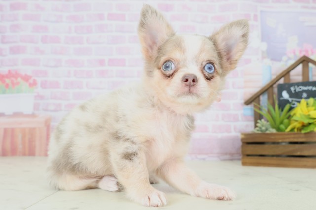 大阪府のチワワ(ロング) (Coo&RIKU和泉店/2025年8月9日生まれ/女の子/チョコレートマール)の子犬の2枚目の画像