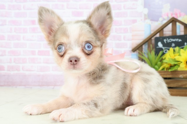 大阪府のチワワ(ロング) (Coo&RIKU和泉店/2025年8月9日生まれ/女の子/チョコレートマール)の子犬の3枚目の画像