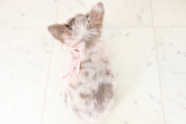 大阪府のチワワ(ロング) (Coo&RIKU和泉店/2025年8月9日生まれ/女の子/チョコレートマール)の子犬の4枚目の画像