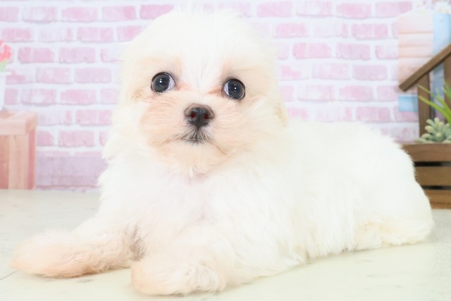 広島県のマルチーズ (Coo&RIKUゆめタウン大竹店/2025年8月10日生まれ/女の子/ホワイト)の子犬の3枚目の画像