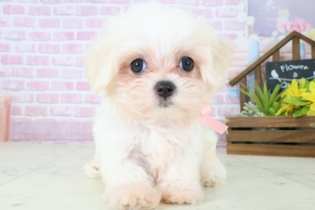 広島県のマルチーズ (Coo&RIKU東広島店/2025年8月10日生まれ/女の子/ホワイト)の子犬の1枚目の画像