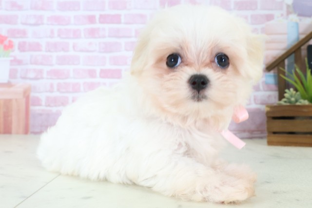 広島県のマルチーズ (Coo&RIKU東広島店/2025年8月10日生まれ/女の子/ホワイト)の子犬の2枚目の画像
