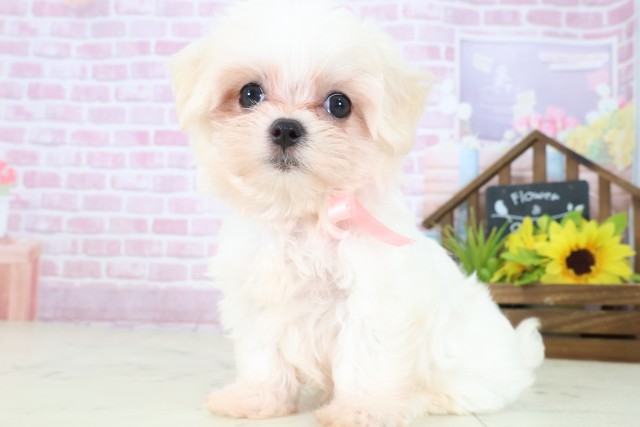 広島県のマルチーズ (Coo&RIKU東広島店/2025年8月10日生まれ/女の子/ホワイト)の子犬の3枚目の画像