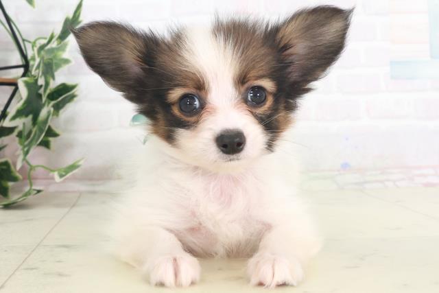 岡山県のパピヨン (Coo&RIKU岡山店/2025年8月9日生まれ/男の子/ホワイトブラウン)の子犬の1枚目の画像