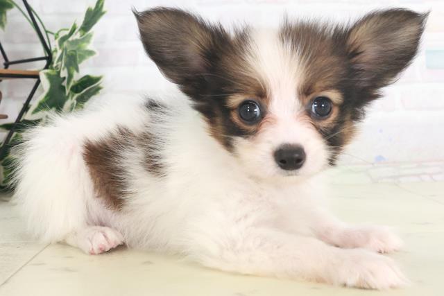 岡山県のパピヨン (Coo&RIKU岡山店/2025年8月9日生まれ/男の子/ホワイトブラウン)の子犬の2枚目の画像