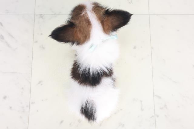 岡山県のパピヨン (Coo&RIKU岡山店/2025年8月9日生まれ/男の子/ホワイトブラウン)の子犬の4枚目の画像