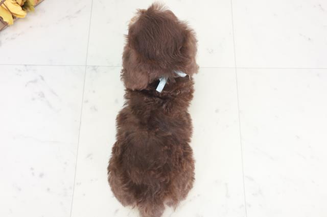滋賀県のダップー(ダックス×プードル) (Coo&RIKU長浜店/2025年8月6日生まれ/男の子/チョコレートタン)の子犬の4枚目の画像