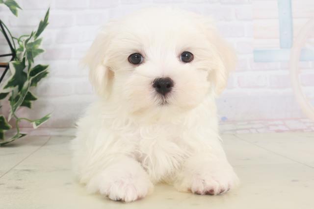 高知県のマルチーズ (Coo&RIKU高知御座店/2025年8月6日生まれ/男の子/ホワイト)の子犬の1枚目の画像