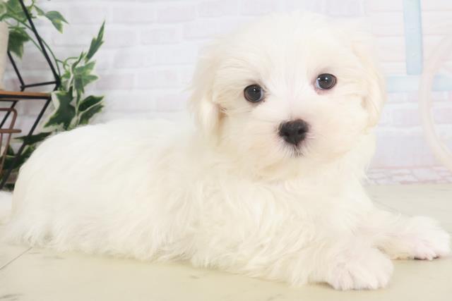 高知県のマルチーズ (Coo&RIKU高知御座店/2025年8月6日生まれ/男の子/ホワイト)の子犬の2枚目の画像