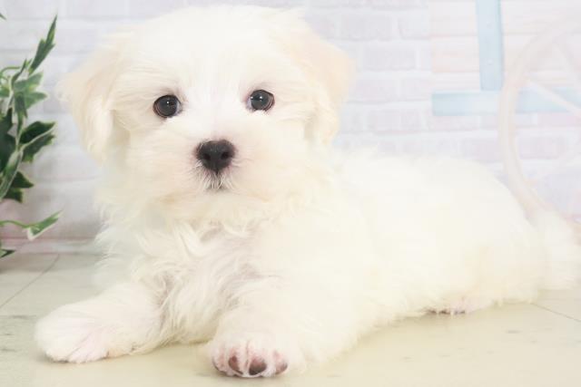 高知県のマルチーズ (Coo&RIKU高知御座店/2025年8月6日生まれ/男の子/ホワイト)の子犬の3枚目の画像