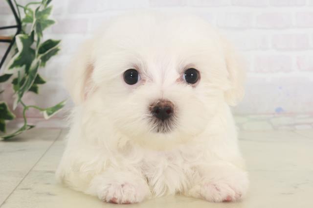 兵庫県のマルチーズ (Coo&RIKU神戸東灘店/2025年8月6日生まれ/女の子/ホワイト)の子犬