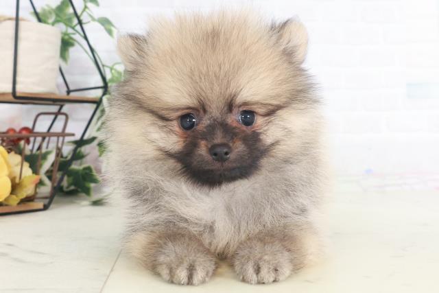 大阪府のポメラニアン (Coo&RIKU茶屋町店/2025年8月8日生まれ/男の子/ウルフセーブル)の子犬の1枚目の画像