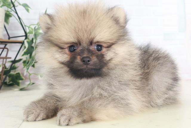 大阪府のポメラニアン (Coo&RIKU茶屋町店/2025年8月8日生まれ/男の子/ウルフセーブル)の子犬の3枚目の画像