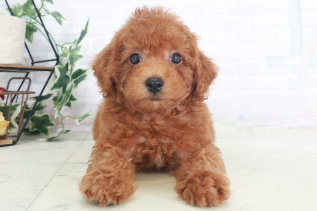 広島県のトイプードル(トイ) (Coo&RIKU東広島店/2025年8月9日生まれ/男の子/レッド)の子犬の1枚目の画像